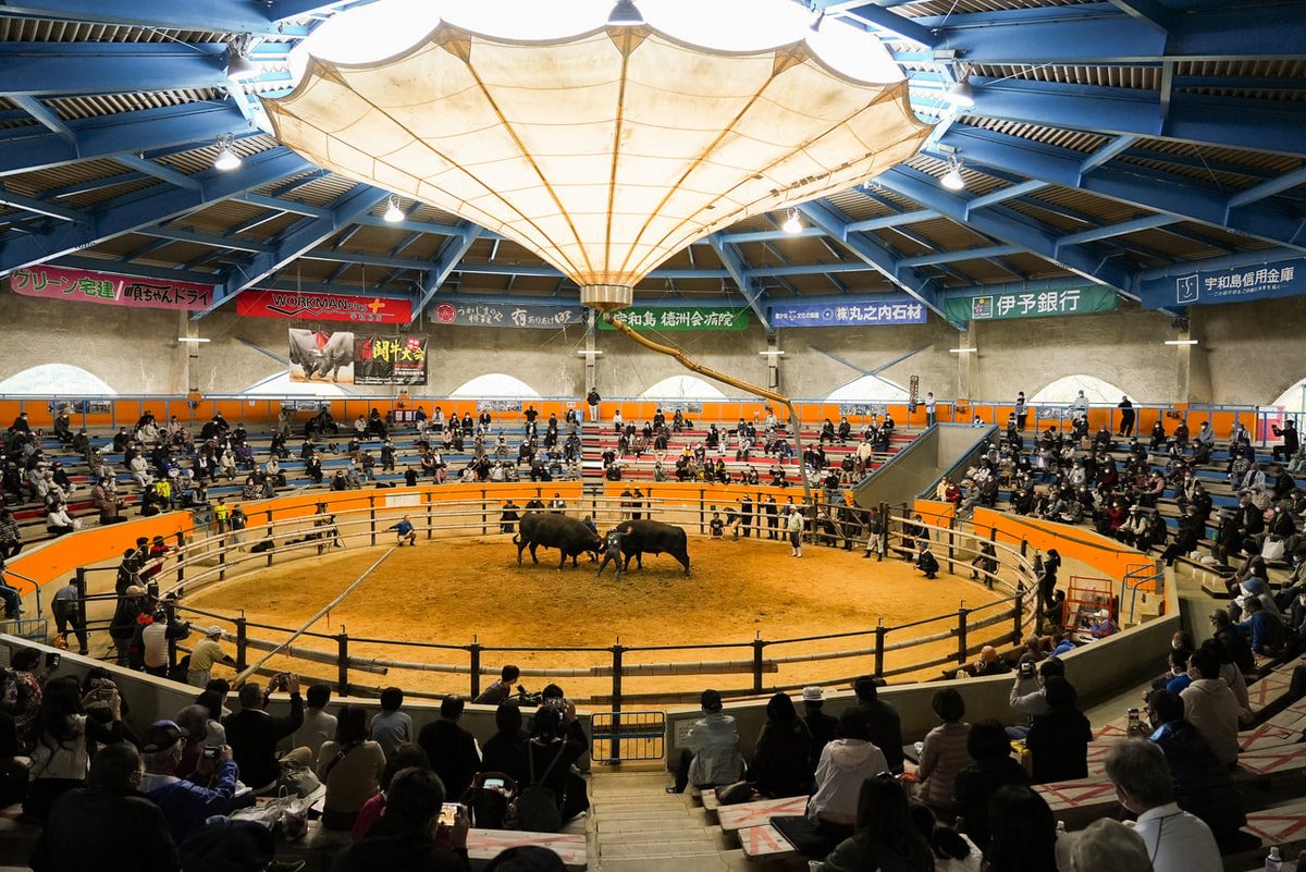 🏟️ 우와지마 시영 투우장 (우와지마시 에이 토-규-조-) 이미지 1